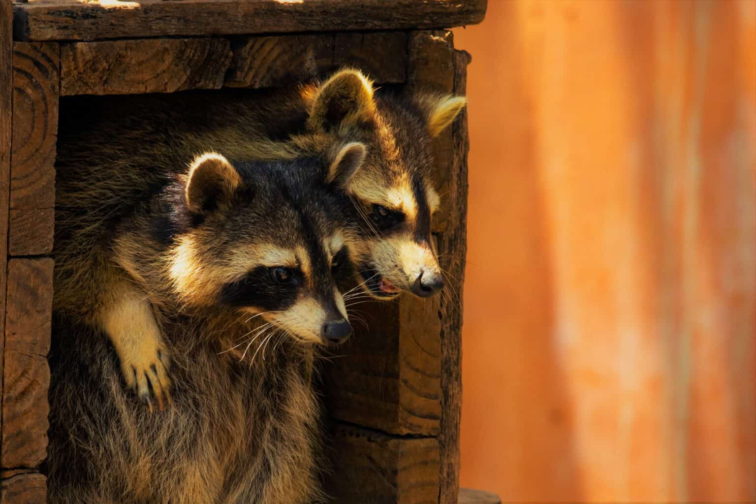 do-male-raccoons-eat-their-babies-or-other-babies-really