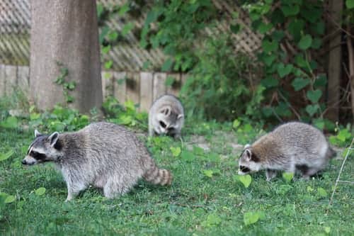 Do Male Raccoons Eat Their Babies