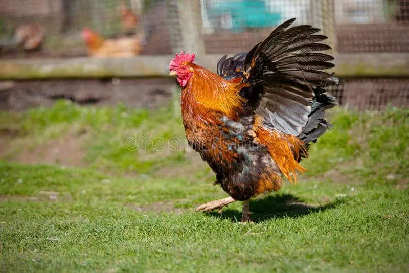 Why Do Roosters Flap Their Wings