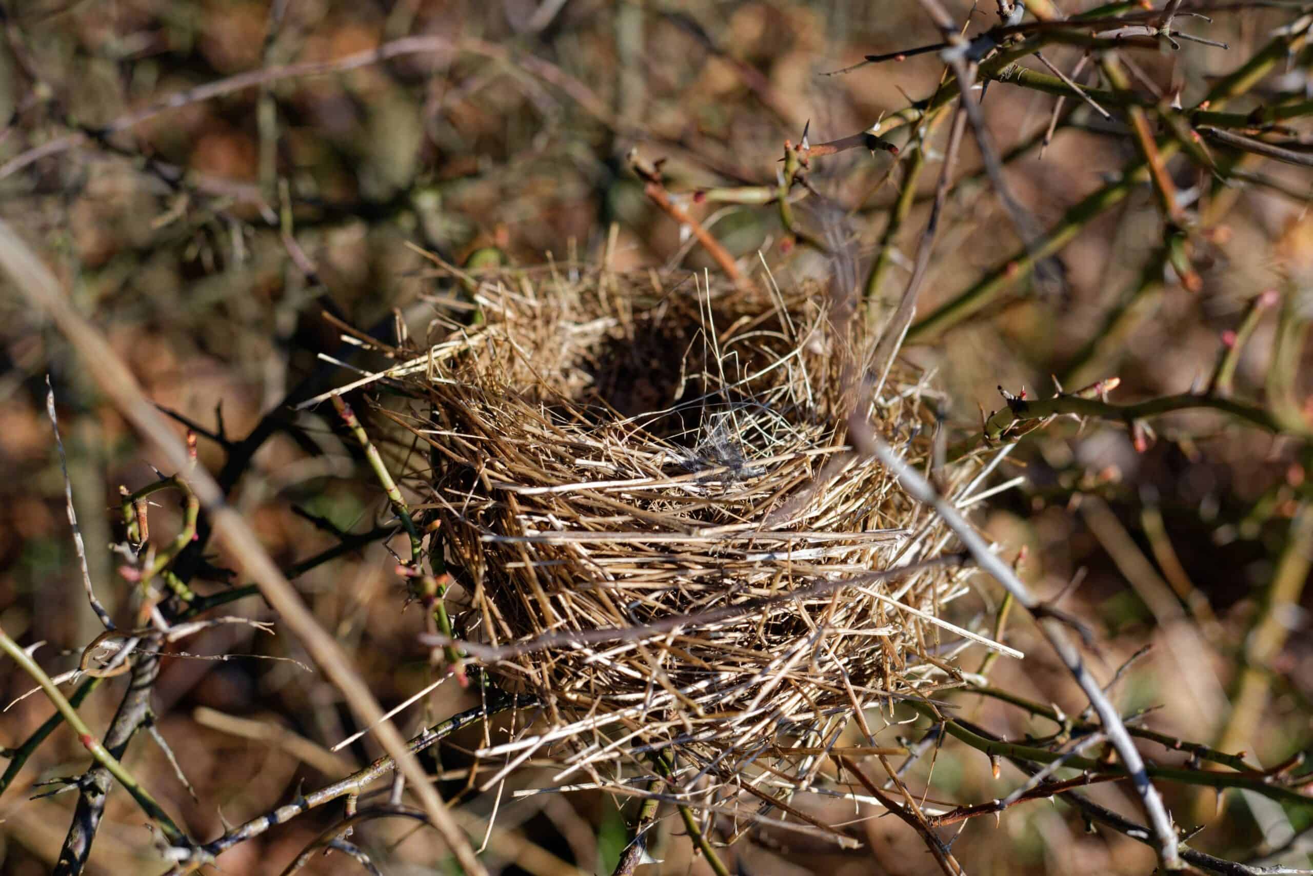 How To Tell If A Mother Bird Has Abandoned Her Nest?
