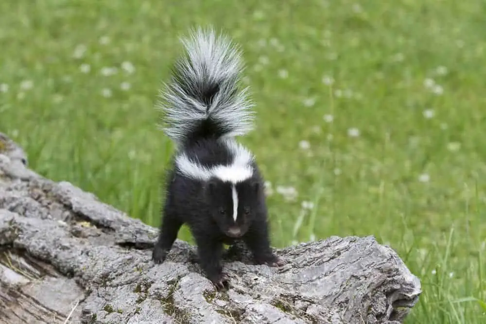 How Old Are Skunks When They Can Spray