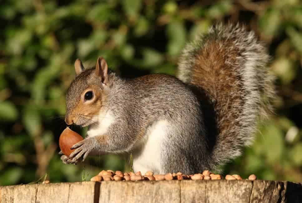 do squirrels eat meat