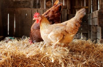 Can Chickens Eat Timothy Hay? Why? (Answered!)