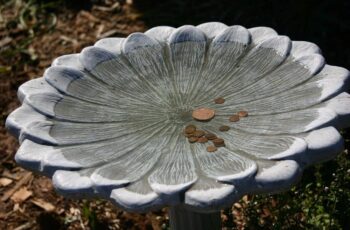 Why Do People Put Copper Pennies In Bird Baths? 3 Main Reasons!