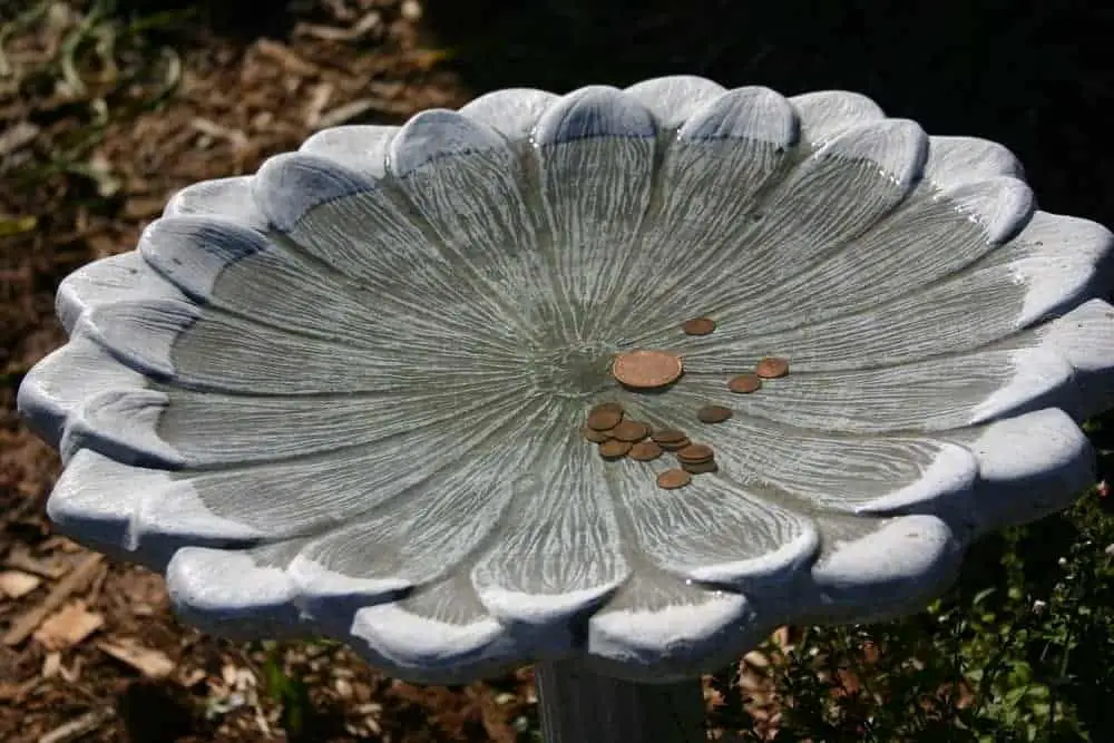 Copper Pennies In Bird Baths