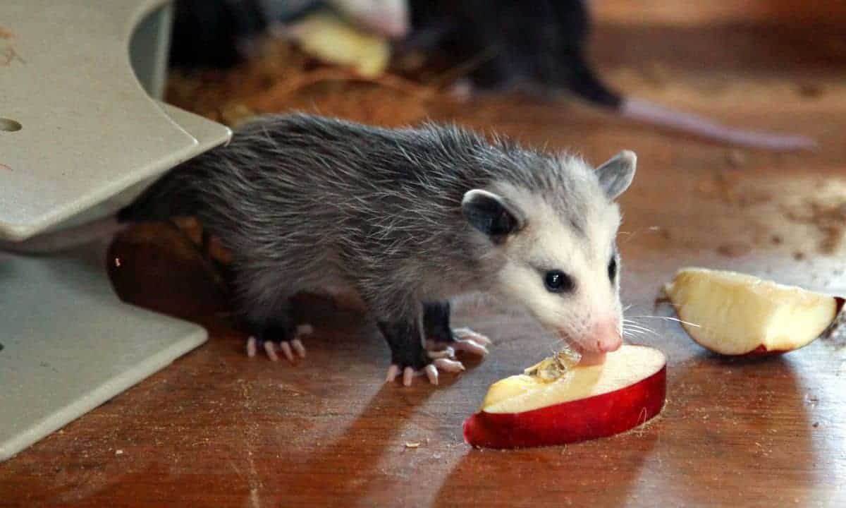 Do Possums Eat Squirrels