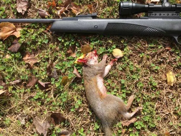 Can Airsoft Gun Kill A Squirrel