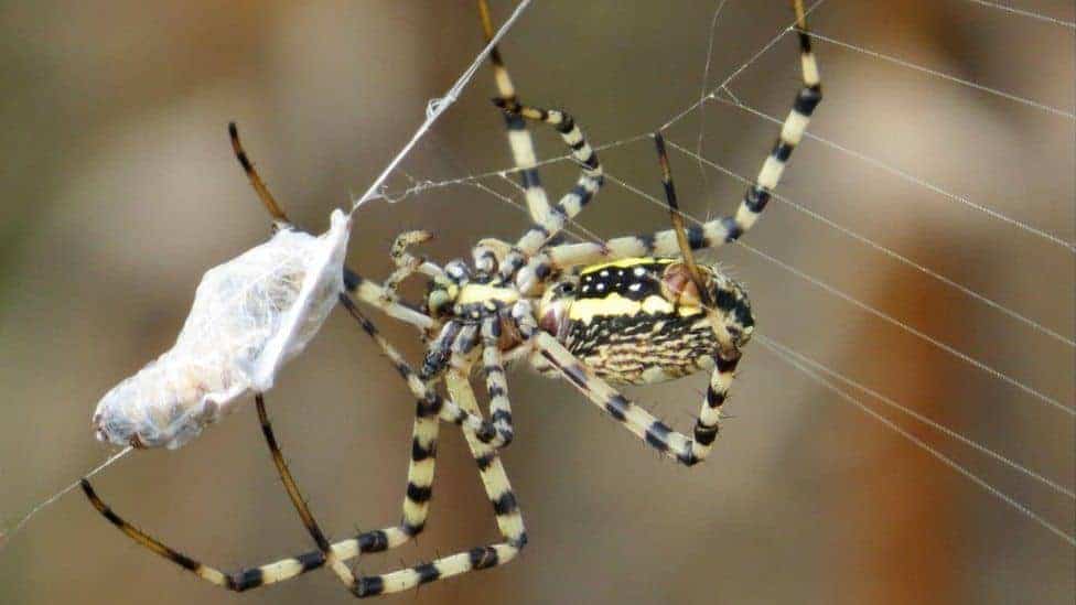 How Much Weight Can A Spider Lift