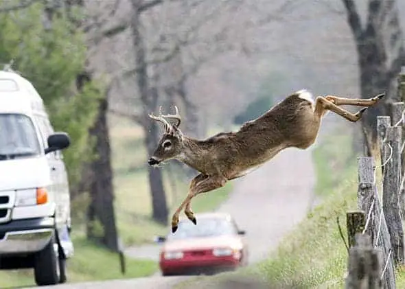 What Color Car Do Deer Hit Most