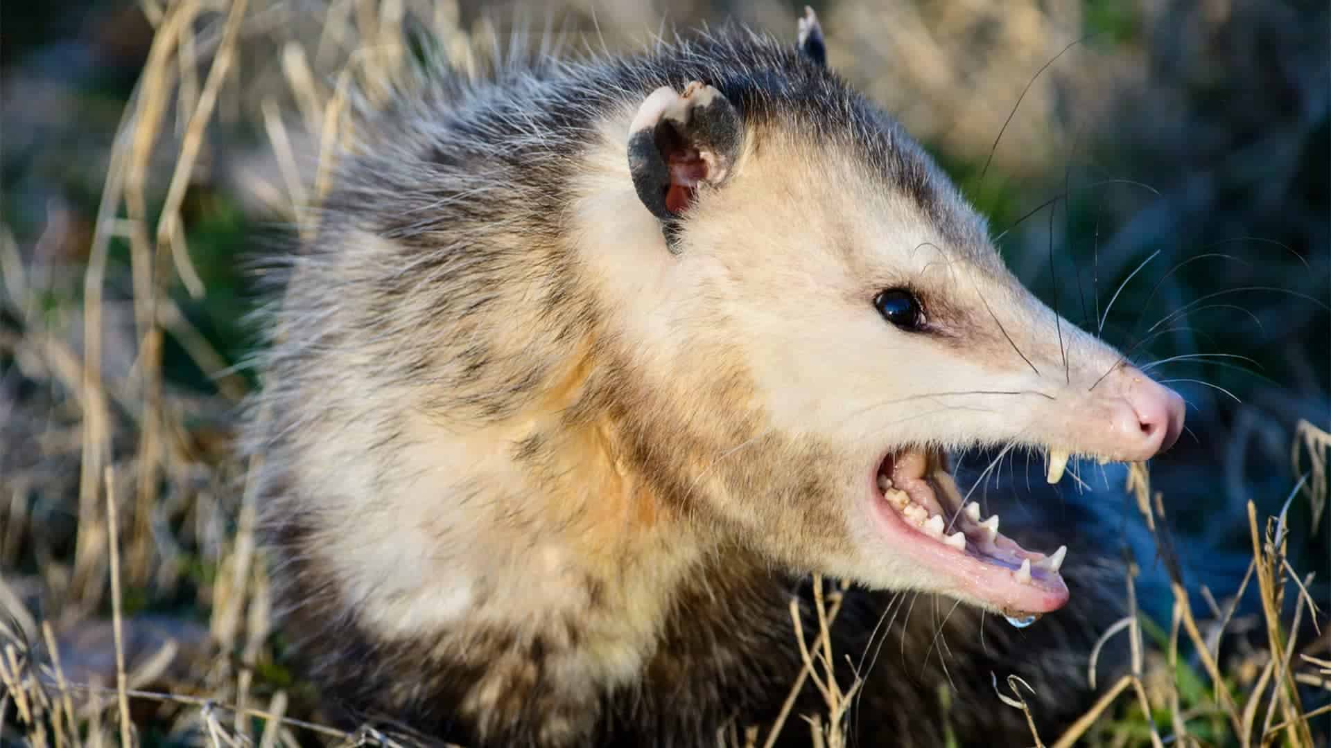 Do Possums Eat Squirrels