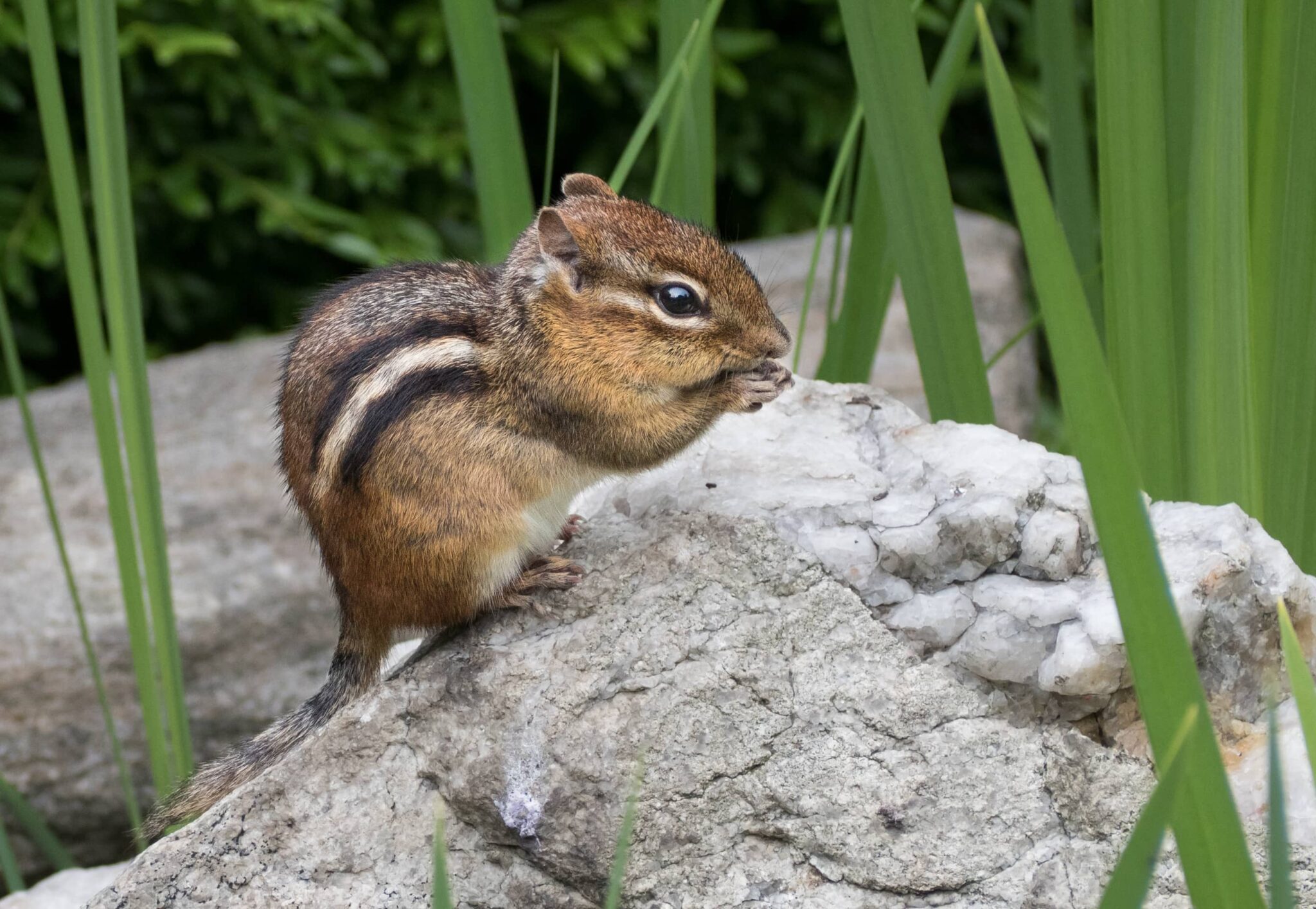 do-chipmunks-really-keep-mice-away-makes-pests-free-how-into-yard