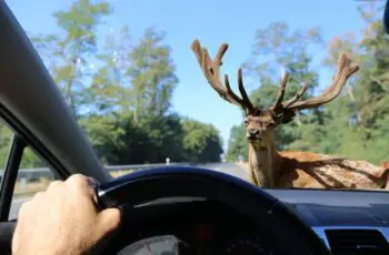 What Color Car Do Deer Hit The Most? Why? (Video)