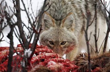 Why Do Coyotes Eat Their Prey Alive? (5 Reasons!) [Video!]