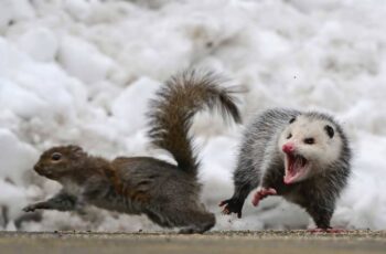 Do Possums Really Eat Squirrels? (What Eats Possums?)