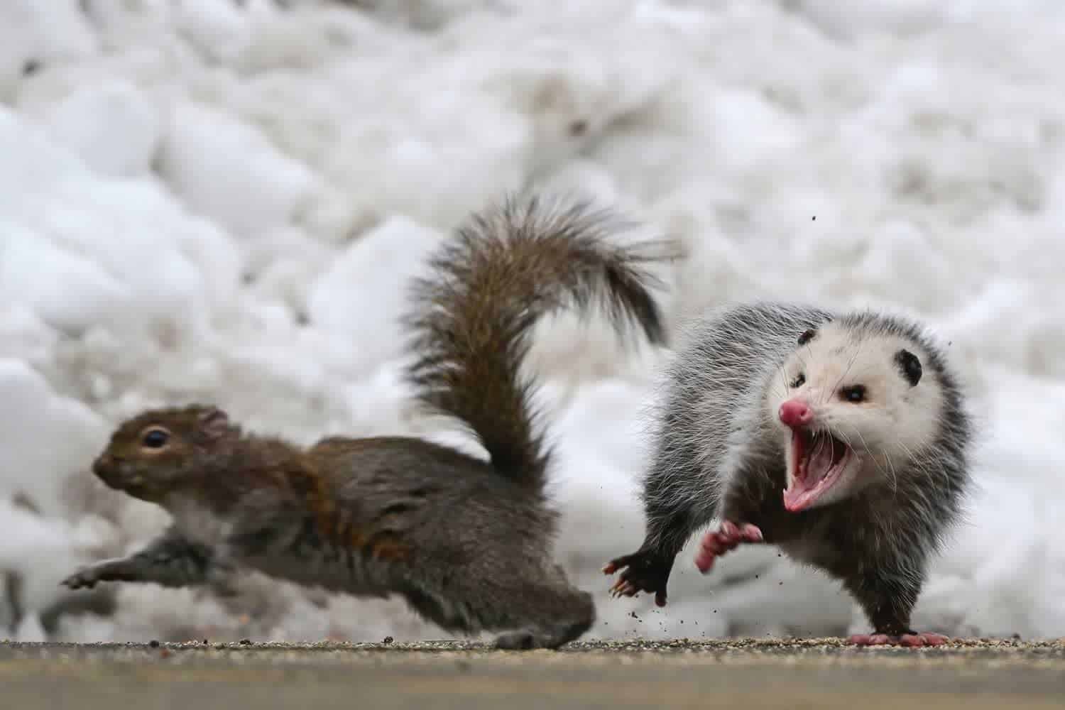 Do Possums Eat Squirrels