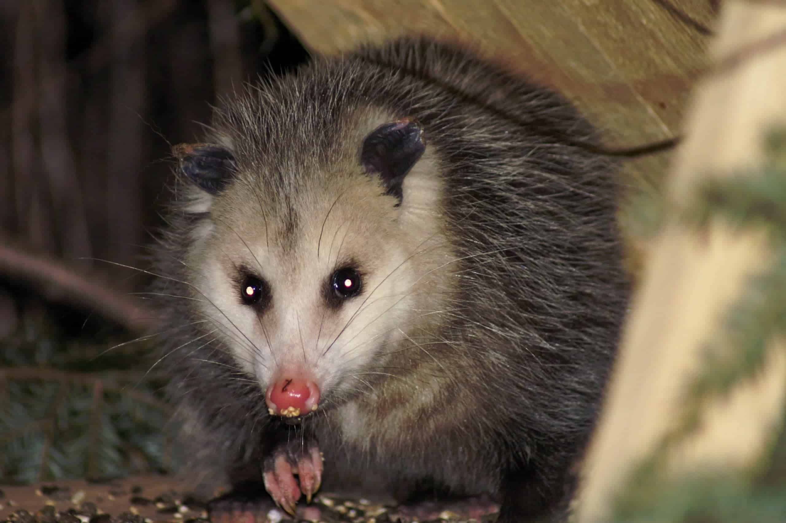 Do Possums Eat Squirrels