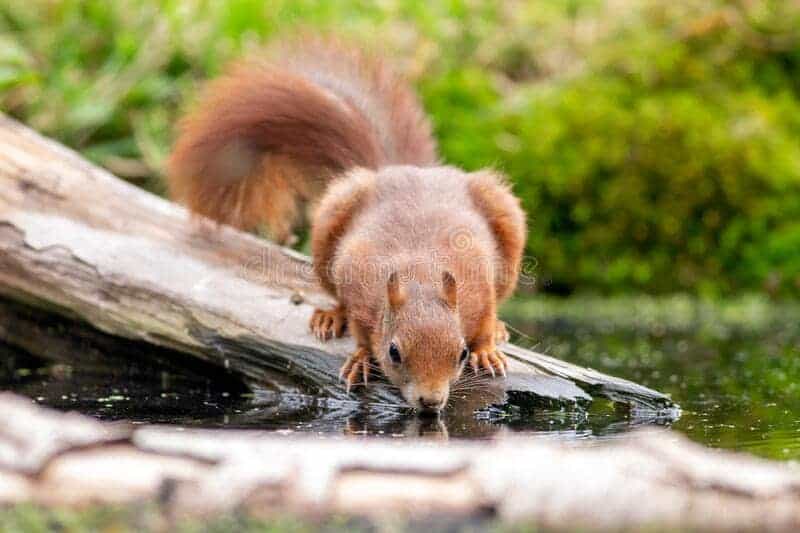 Do Squirrels Really Drink Water?