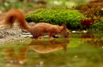Do Squirrels Really Drink Water? Do They Need To? (Answered!)