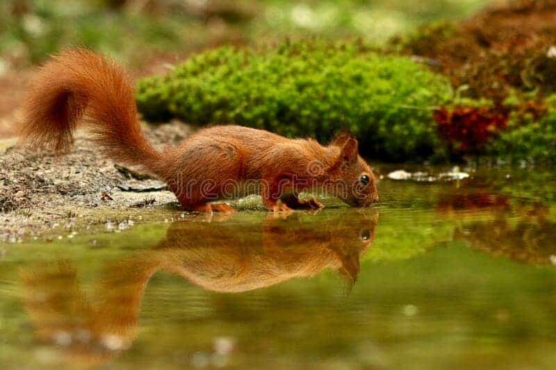 Do Squirrels Really Drink Water?