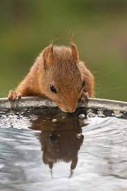 Do Squirrels Really Drink Water?