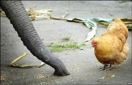 How Many Chickens Does It Take To Kill An Elephant