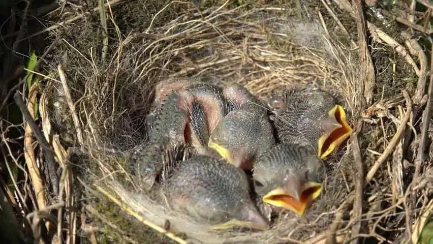 do mother birds sleep in the nest with their babies