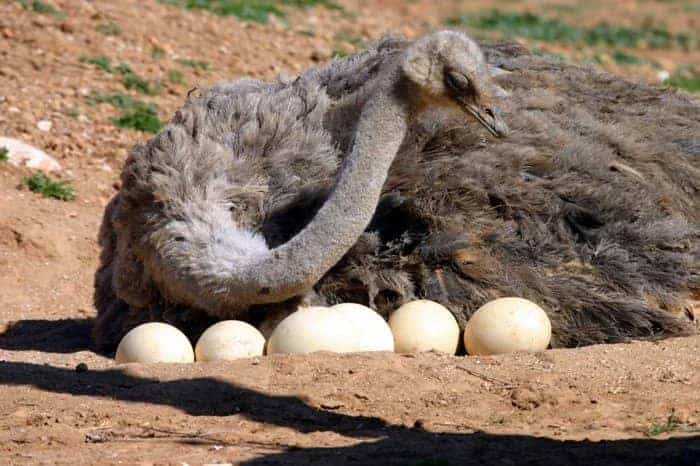 Which Bird Lays The Largest Eggs