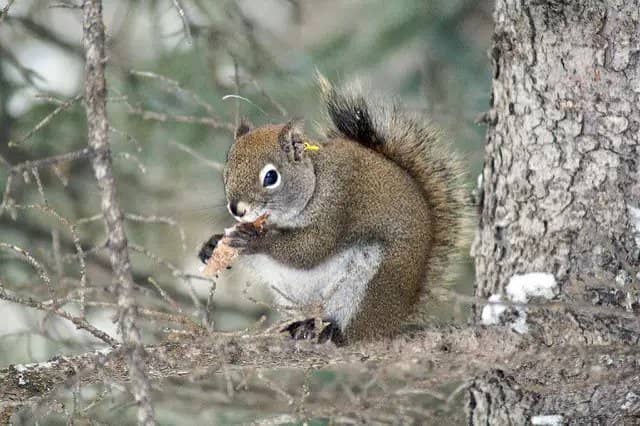 Do Squirrels Eat Grasshoppers