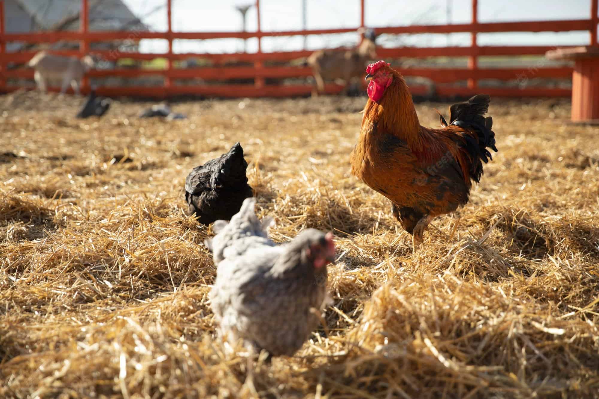 Can Chickens Eat Timothy Hay