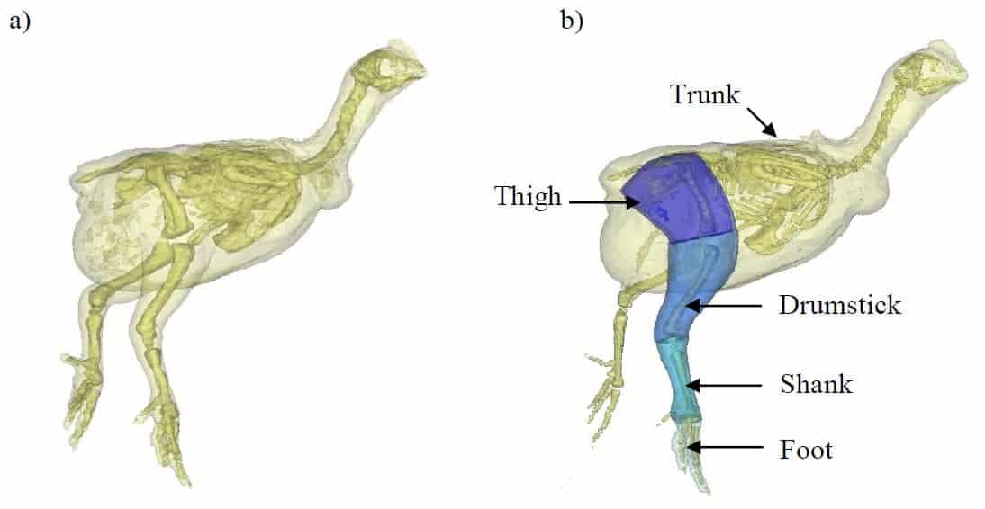 How Many Legs Do Chickens Have? (4 Limbs!) How? - Into Yard