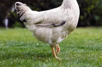 How Many Legs Do Chickens Have? (4 Limbs!) How?