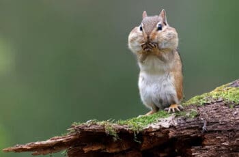 Do Chipmunks Really Keep Mice Away? Makes Pests Free! (How?)