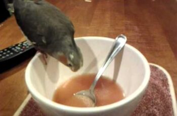 Can Birds Eat Soup? 10 Soups Birds Can Eat!