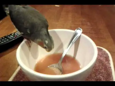 Can Birds Eat Soup