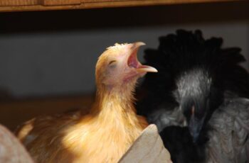 This is Why Do Chickens Yawn & What To Do? (The Main Reason!)