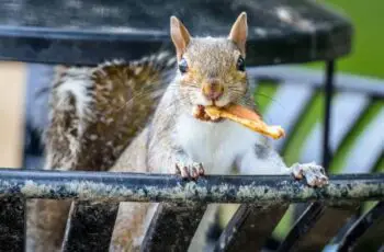 Do Squirrels Really Eat Meat? (What Animals?)