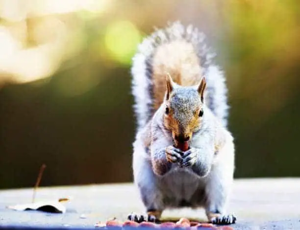 How Many Nuts Can A Squirrel Hold In Its Mouth