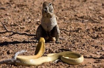 Do Squirrels Eat Snakes or opposite? (Video)