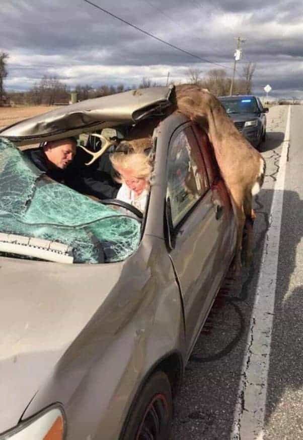 What Color Car Do Deer Hit Most
