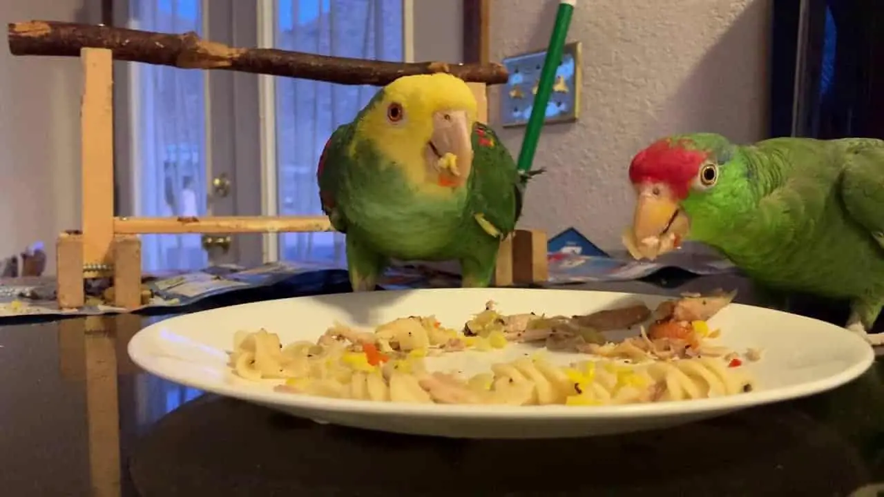 Can Birds Eat Soup