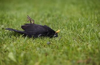 How To Tell If A Bird Is Stunned Or Dead? (5 Signs!)