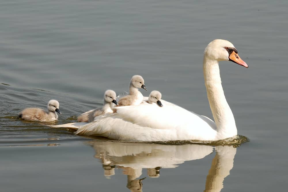 do-mother-birds-sleep-in-the-nest-with-their-babies-why-into-yard