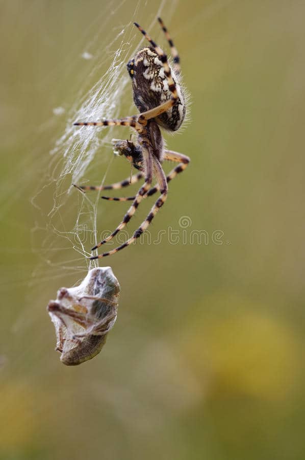 How Much Weight Can A Spider Lift