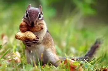 How Many Nuts Can A Squirrel Hold In Its Mouth? (8!?)