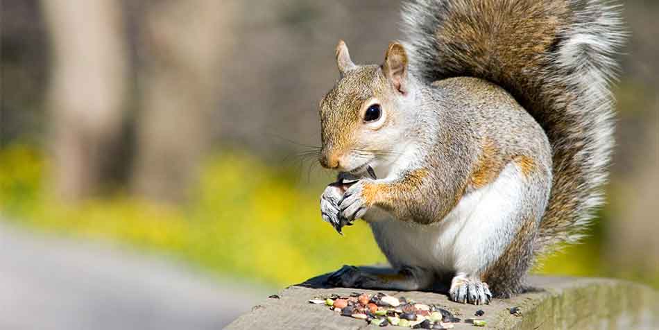 Do Squirrels Eat Grasshoppers