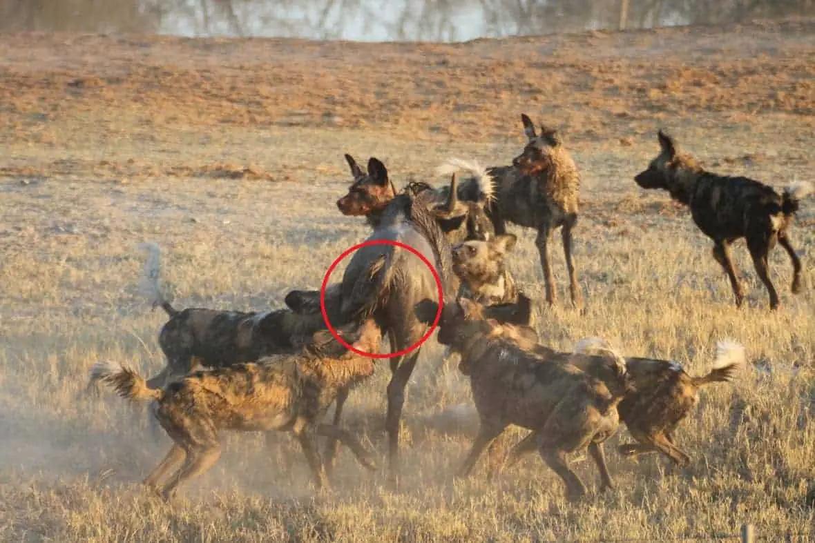 wild dogs eating prey alive