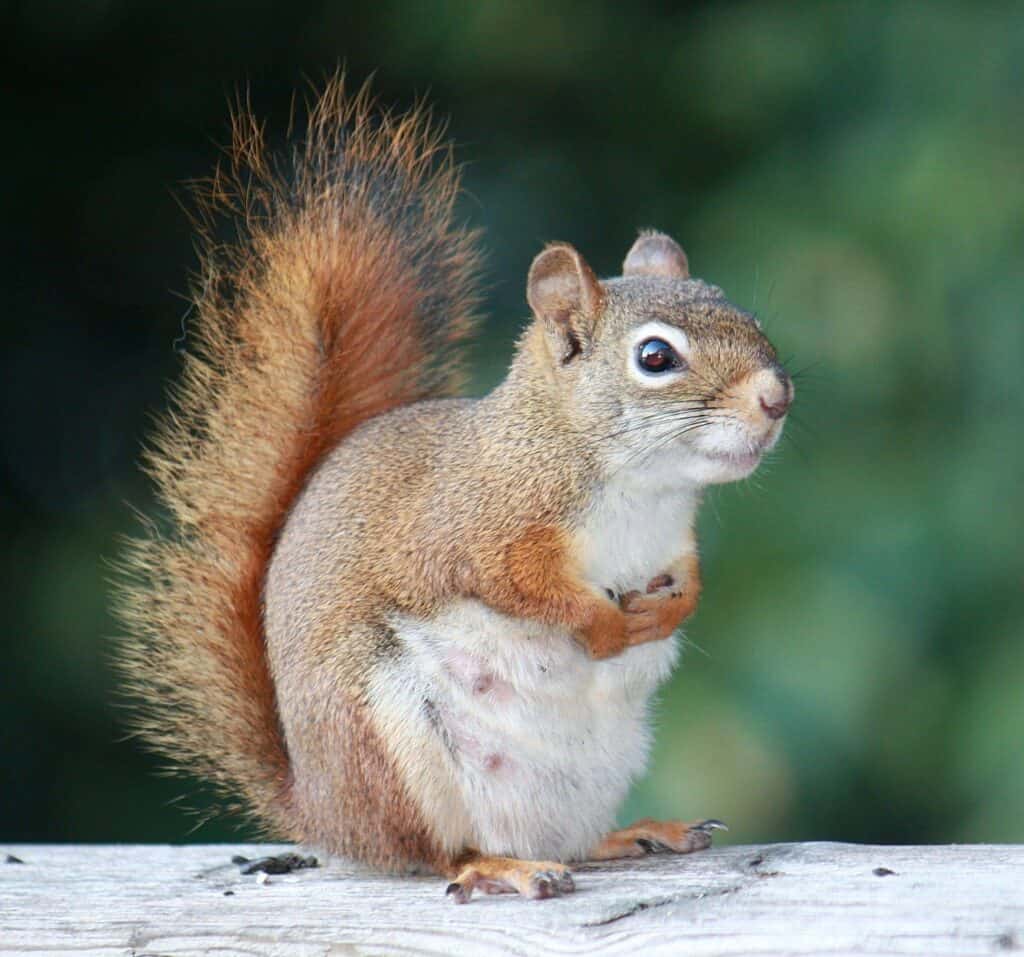 What Does A Pregnant Squirrel Look Like? (Photos & Videos)