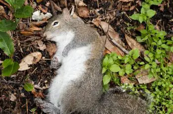 Why Is Squirrel Not Moving But Breathing? (Solution)