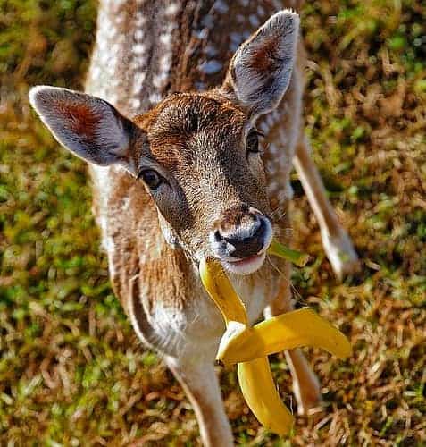 Do Deers Eat Bananas