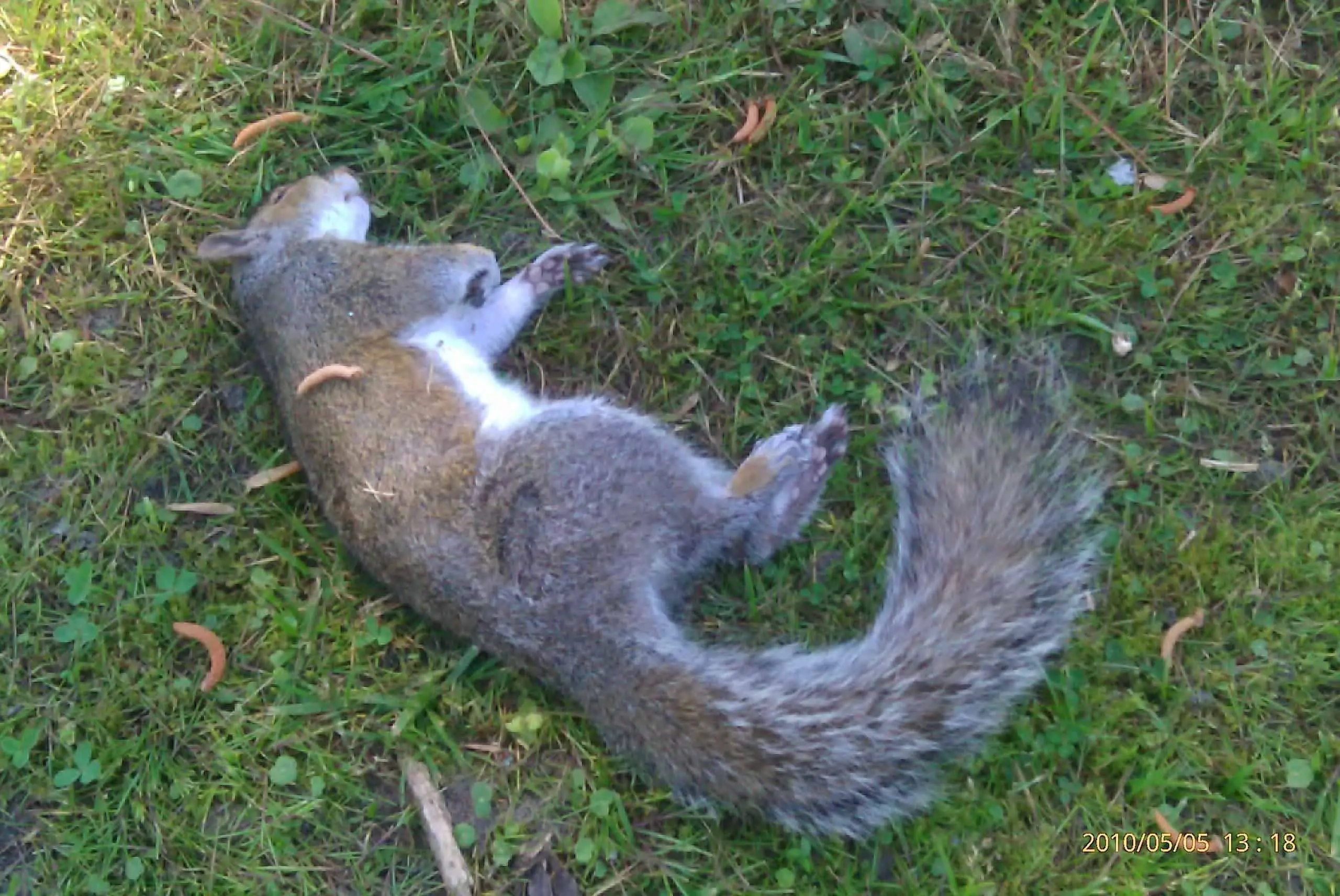 Dead Squirrel Meaning 